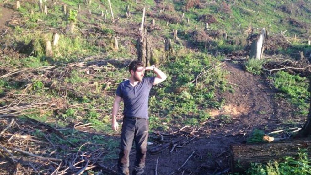 Padurile, puse la pamant de cei platiti sa le pazeasca. O ancheta de Alex Dima, duminica la 