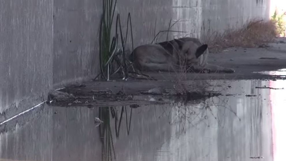 Salvarea acestei cateluse e emotionanta. Au gasit-o abandonata intr-un canal. Ce au facut ei merita tot respectul