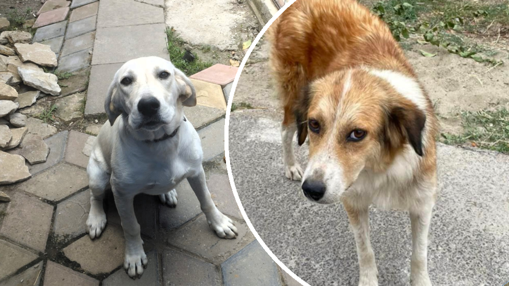 Animalele pierdute după exploziile de la Crevedia își caută și azi stăpânii. Mesajele disperate ale oamenilor din comunitate