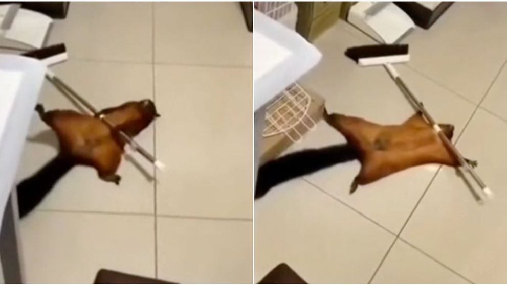VIRAL pe TikTok. O veveriță și-a înscenat moartea cu o mătură, într-un video ilar. ”Merită Oscarul”