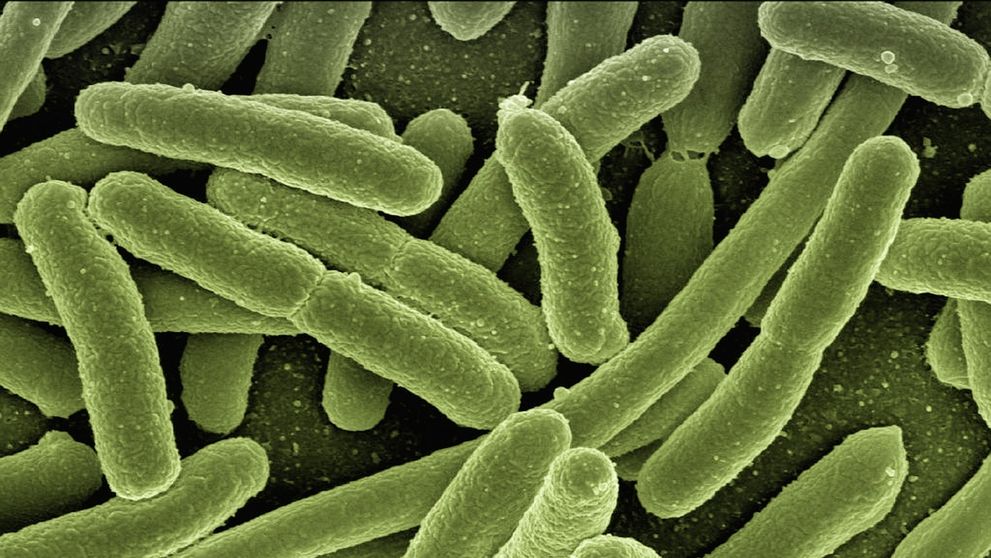 (P) Cele mai comune simptome ale infecției cu Escherichia Coli
