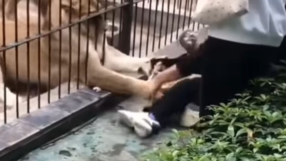 O fetiță de 10 ani este atacată de un leu, după ce s-a apropiat prea mult de cușca lui, la o grădină zoologică din China