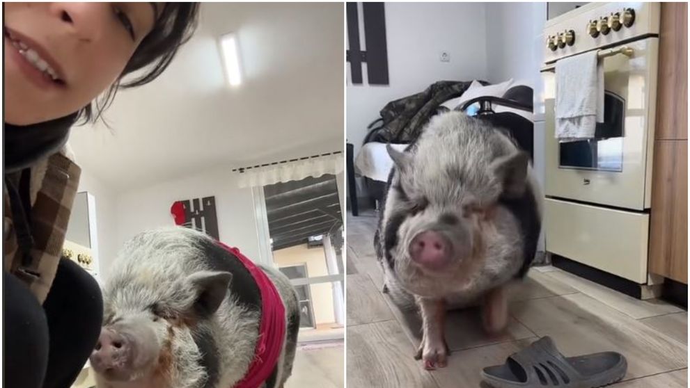 O româncă stârnește controverse cu animalul ei de companie: ține un porc în casă. TikTok-erii: “Am și eu unul, al meu stă în congelator!”