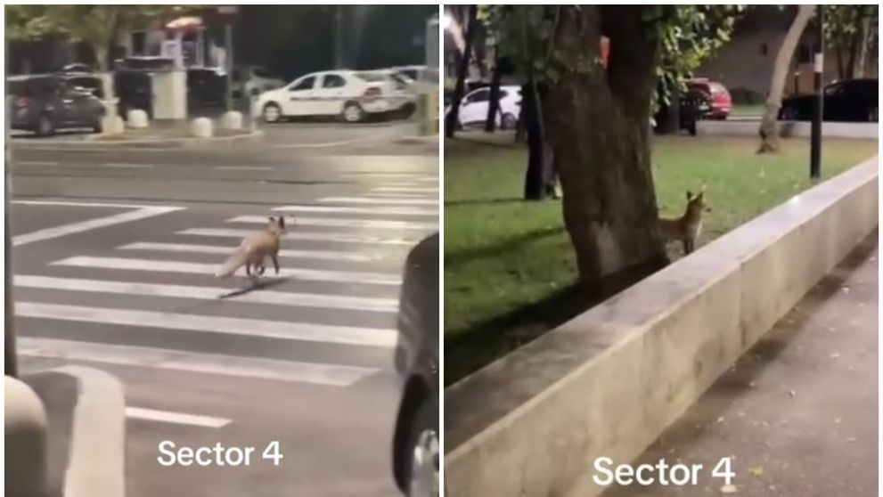O vulpe care traversează pe trecerea de pietoni, în București, face senzație pe TikTok: “Se ducea la Mega după niște pulpițe!”