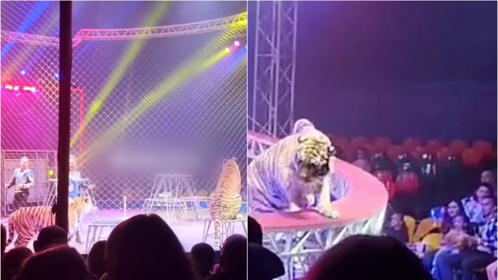 Momente de panică la un spectacol de circ! Un tigru a scăpat din ring și a ajuns în public „Oamenii fugeau panicați”. Ce a urmat