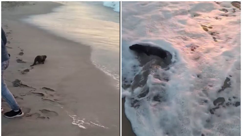 FOTO „Spectacol” pe plaja din Eforie Nord! Un animal „nu foarte prietenos cu omul” și-a făcut apariția printre turiști