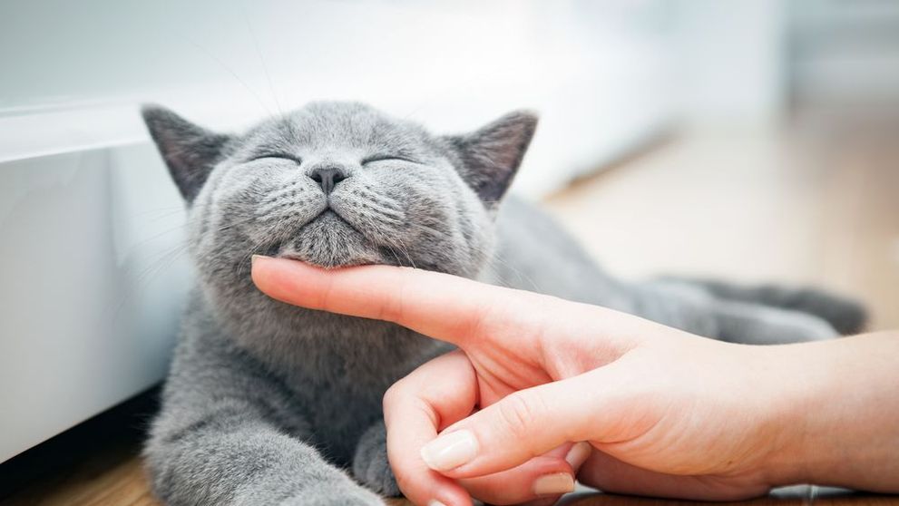 Surpriză pentru pisica ta! Cele mai ingenioase idei de „căsuțe” pentru animalul tău de companie