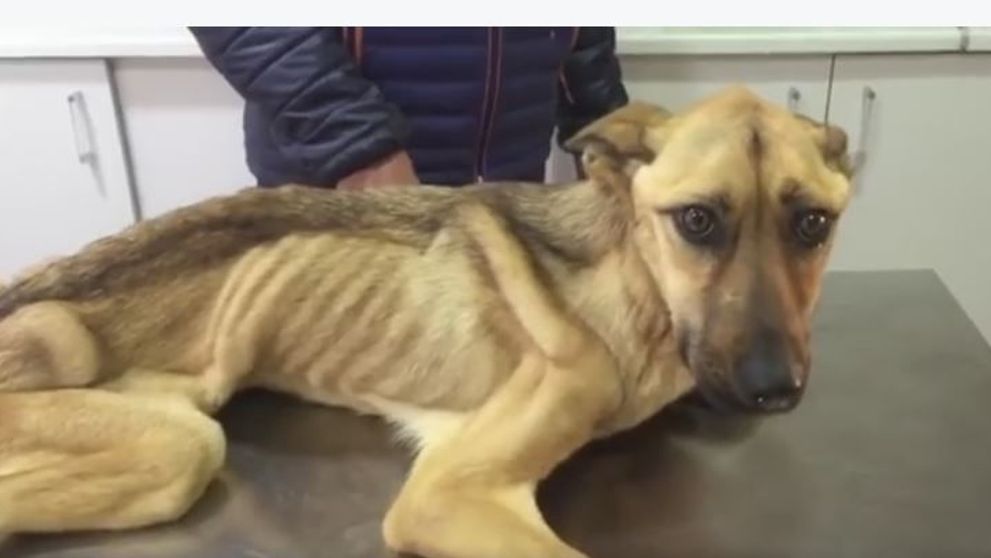 A gasit-o numai piele si os. E emotionant ce s-a intamplat cu catelusa din imagini la 7 saptamani dupa ce a fost salvata