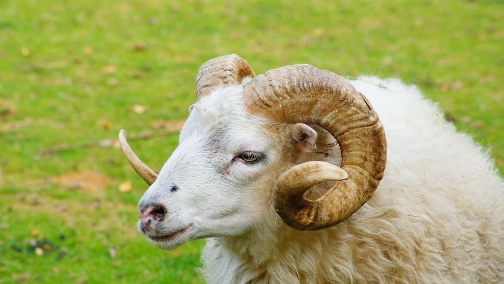 Un berbec a fost condamnat la trei ani de închisoare, după ce a omorât o femeie