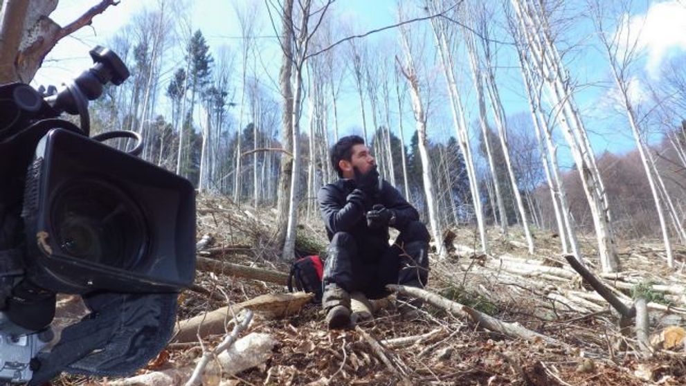 Marea defrisare. Trei hectare de padure s-au taiat ilegal in fiecare ora in Romania. Politicienii, politistii si silvicultorii au inchis ochii