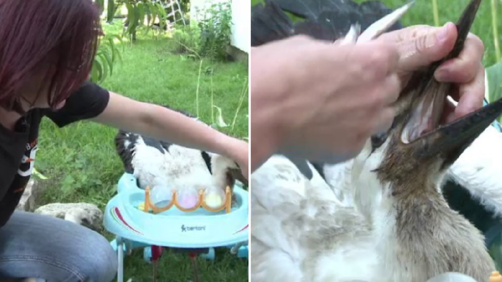 Un adapost de langa Sibiu, casa pentru berze. Voluntarii au nevoie de ajutor pentru a salva cat mai multe animale