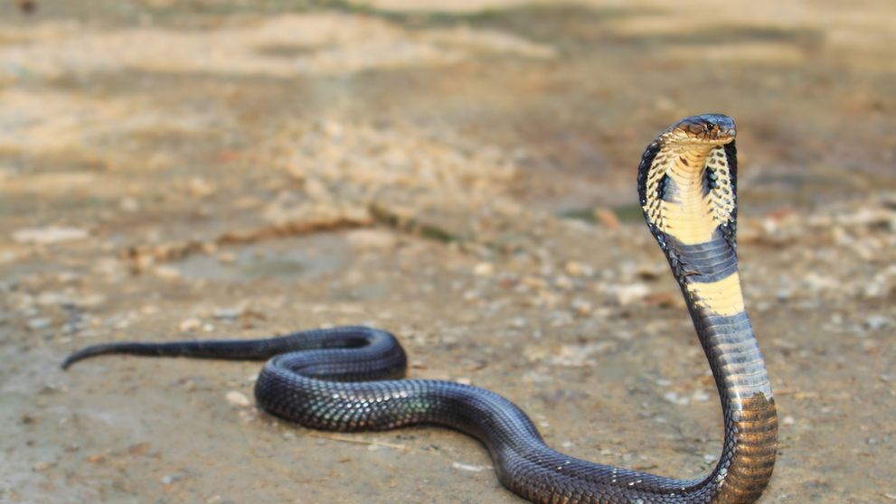 Un copil de un an a mușcat un șarpe cobra și l-a omorât! Ireal ce a povestit bunica băiețelului