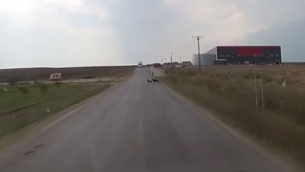 S-a intamplat in Romania. A lasat camera video pornita in timp ce conducea si a surprins un moment incredibil