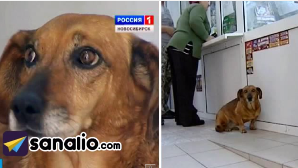 Stapana lui a murit in urma cu doi ani. Reactia unui caine dupa ce a vazut ca proprietara lui nu se mai intoarce acasa