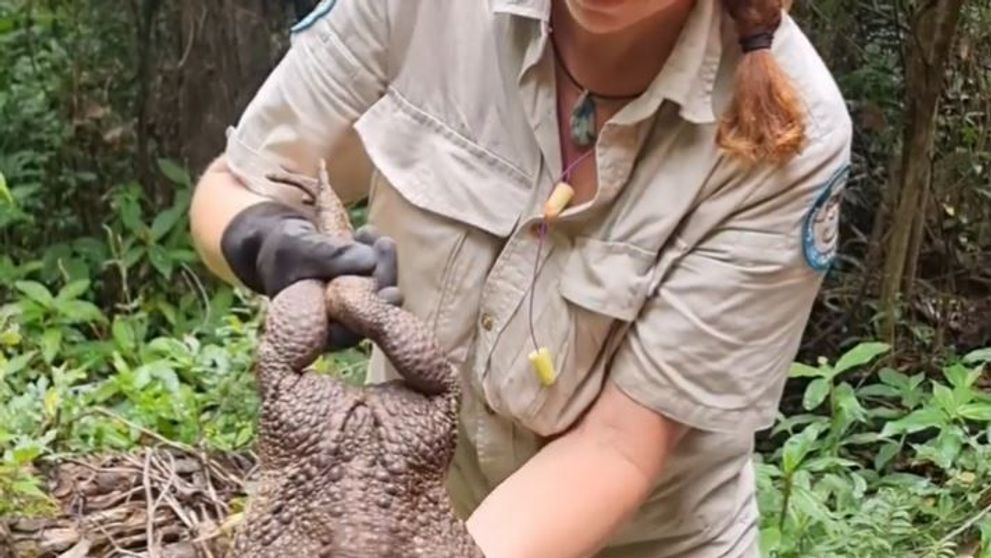 Animalul bizar descoperit în Australia. Pădurarii l-au poreclit Toadzilla