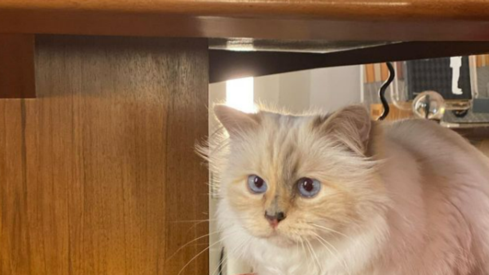 Ce mai face Choupette, pisica moștenitoare a lui Karl Lagerfeld? Felina trăiește în lux 