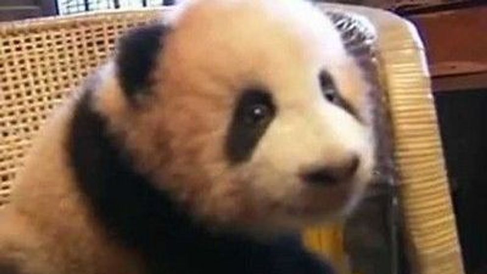 Cel mai amuzant animal din lume? <span style=
