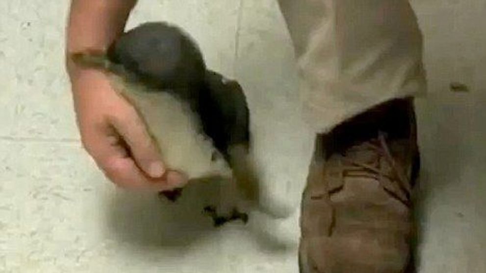 Uite cum face un pinguin cand se gadila! VIDEO