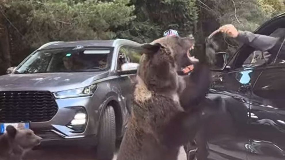 Un bărbat a fost la un pas de a rămâne fără braț după ce a încercat să hrănească un urs pe Transfăgărășan. Imagini care vă pot afecta emoțional!