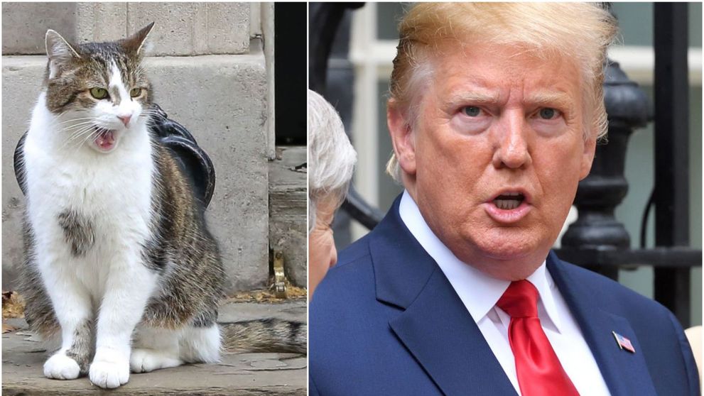 Larry, motanul guvernului Marii Britanii, a provocat un incident diplomatic. Ce i-a făcut lui Trump
