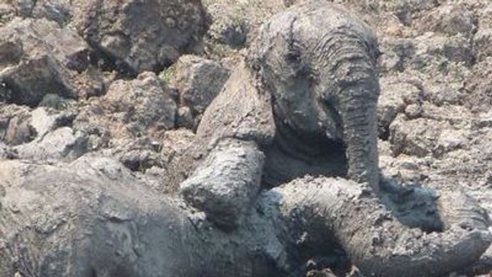Un pui de elefant si mama lui, salvati de la moarte de catre oameni! <span style=