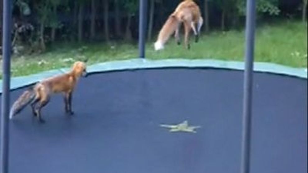 ADORABIL! Doua vulpite au ajuns vedete pe internet. Afla cum au resit! VIDEO