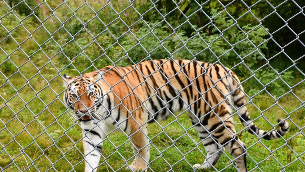 Tragedie la Grădina Zoologică din Pitești: un angajat a fost ucis de un tigru