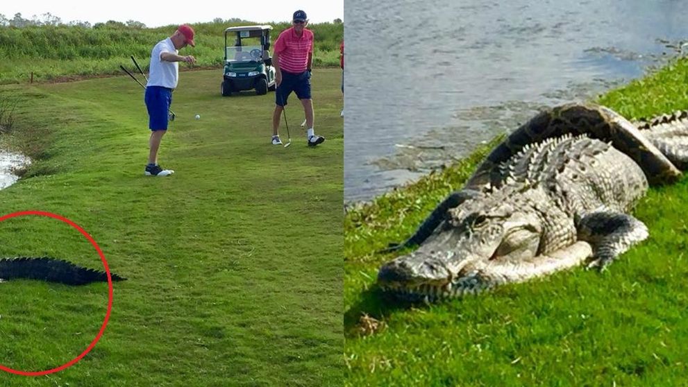 Batalia anului s-a dat pe terenul de golf! Un crocodil se lupta pe viata si pe moarte cu un piton urias