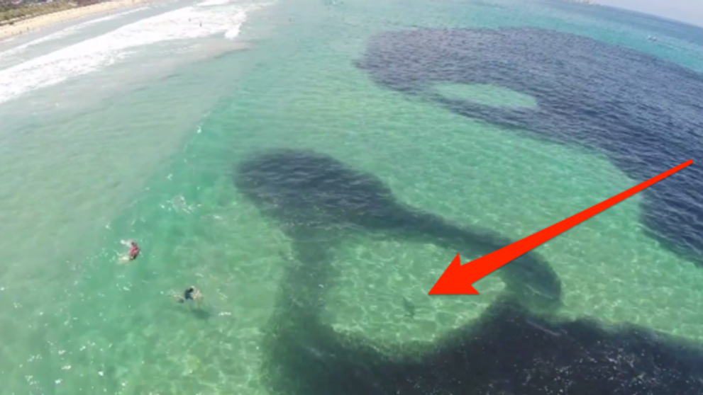 Inotau linistiti in ocean cand au vazut o umbra bizara. Au crezut ca e o scurgere de ulei, dar nu banuiau ce se intampla 