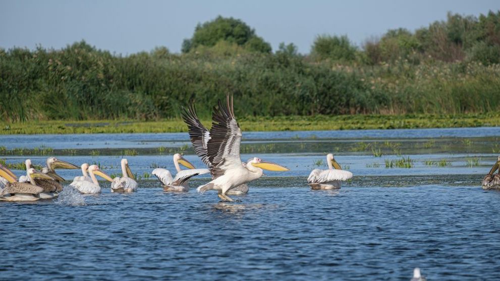 (P) Descoperă experiențe inedite într-un paradis natural: Excursii în Delta Dunării