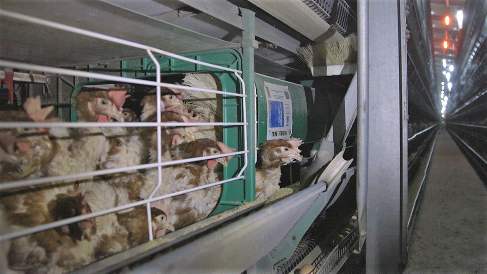 (P) Cât de deschise sunt firmele din România la trendul global cage-free?