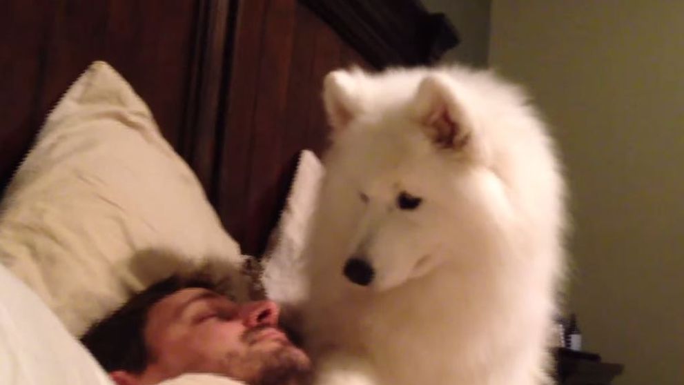 Acest caine isi trezeste stapanul in cel mai adorabil mod posibil. Imaginile care au cucerit internetul - VIDEO