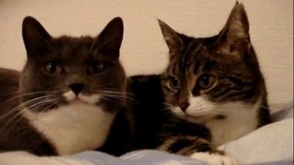 Top 5 cele mai haioase animale care vorbesc <span style=