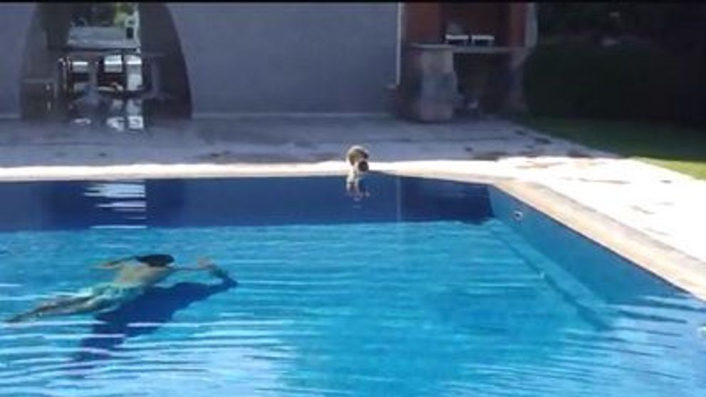 Uite cum poti speria o pisica! VIDEO