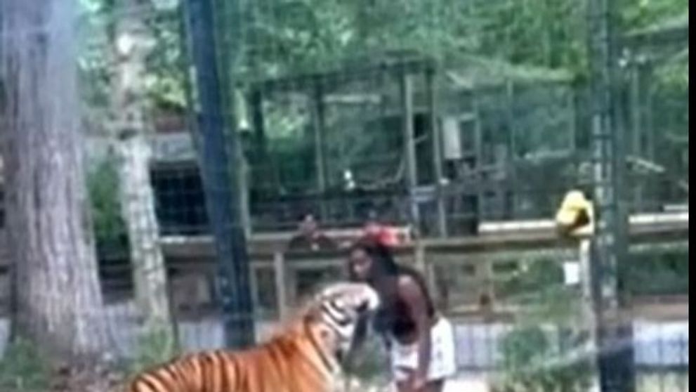 Momentul șocant când o femeie sare gardul pentru a mângâia un tigru, la grădina zoologică. Cum a reacționat felina