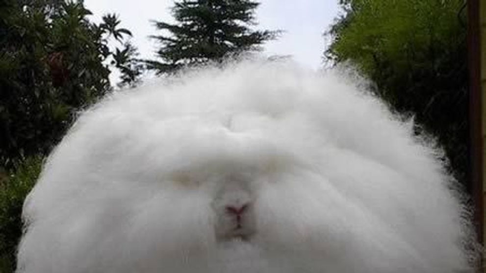Iti vine sa crezi ca e un iepure real? 10 specii bizare de animale, care exista cu adevarat: FOTO