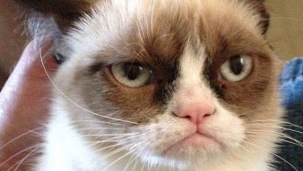 Dupa Grumpy Cat, o noua pisica face senzatie pe internet. Cum arata felina dezamagita de orice - GALERIE FOTO