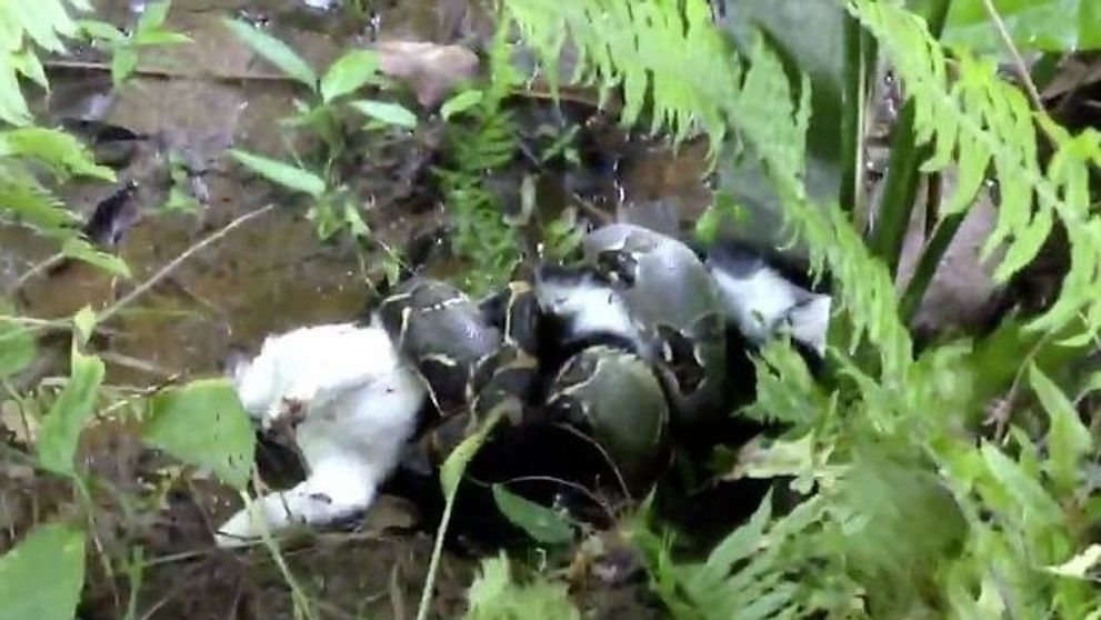 Clipul zilei. Un barbat salveaza cu mainile goale o pisica pe cale sa fie mancata de un boa constrictor