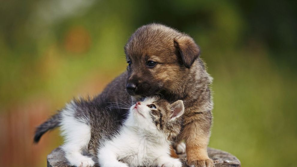 Cele mai frecvente greseli pe care stapanii de animale de companie le fac. Te regasesti?