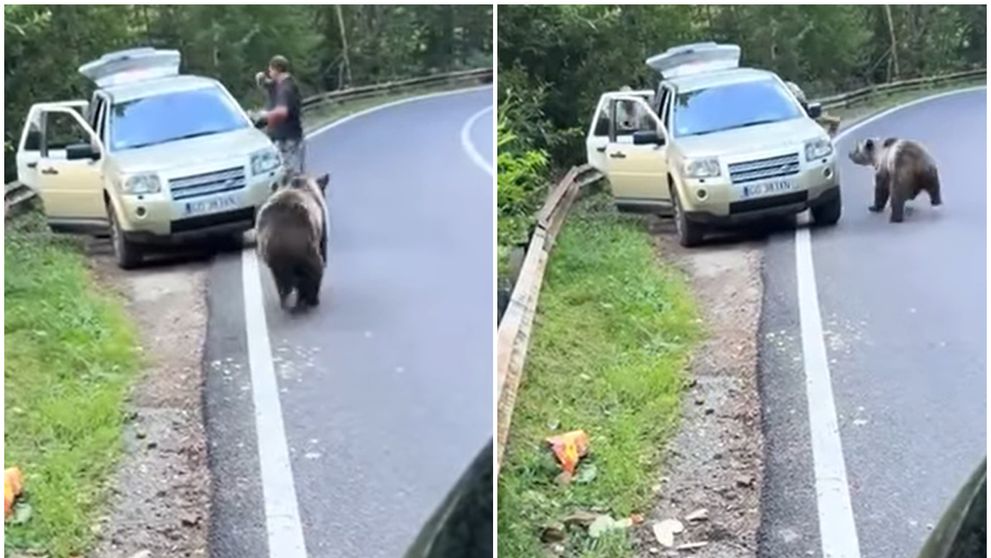 La un pas de tragedie! Un bărbat a oprit mașina pe Transfăgărășan pentru „a admira” ursul, dar a fost atacat! Imagini tulburătoare VIDEO