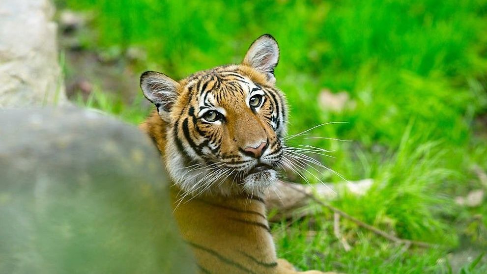 Primul animal sălbatic diagnosticat cu Covid-19, un tigru de la grădina zoologică din Bronx