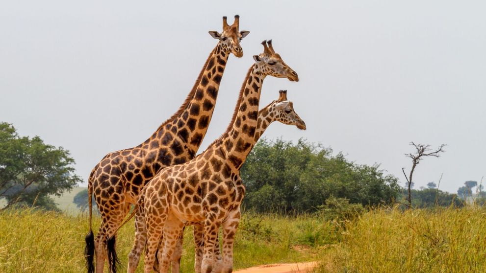 Proiectul de 77 de milioane de euro care va transforma Zoo Baneasa in parc natural. Ce specii am putea vedea peste 8 ani