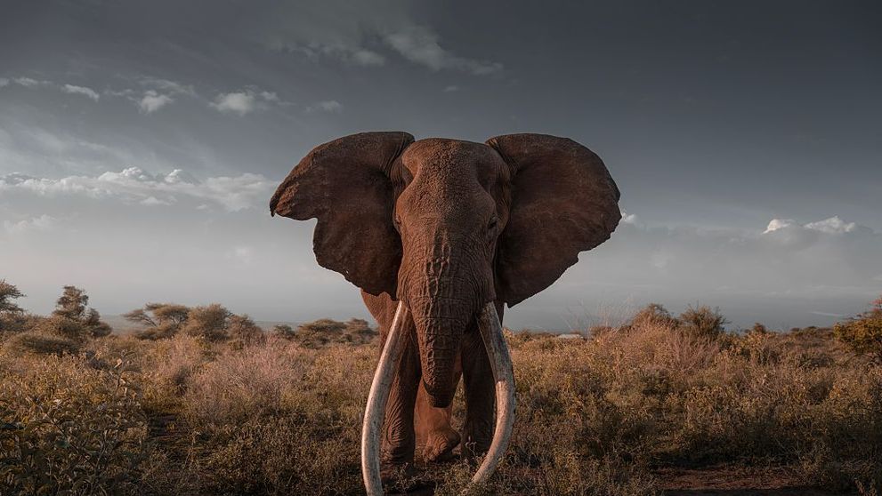 Tragedie nocturnă în India, după ce un elefant ar fi ucis 17 oameni: Patru membri ai unei familii au murit în același timp. Cum au avut loc atacurile