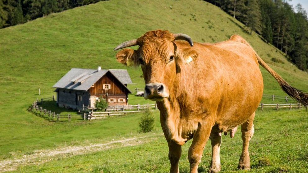 Un bărbat a murit după ce a fost călcat în picioare de o cireadă de vaci, într-o vacanţă. Și soția sa a fost rănită