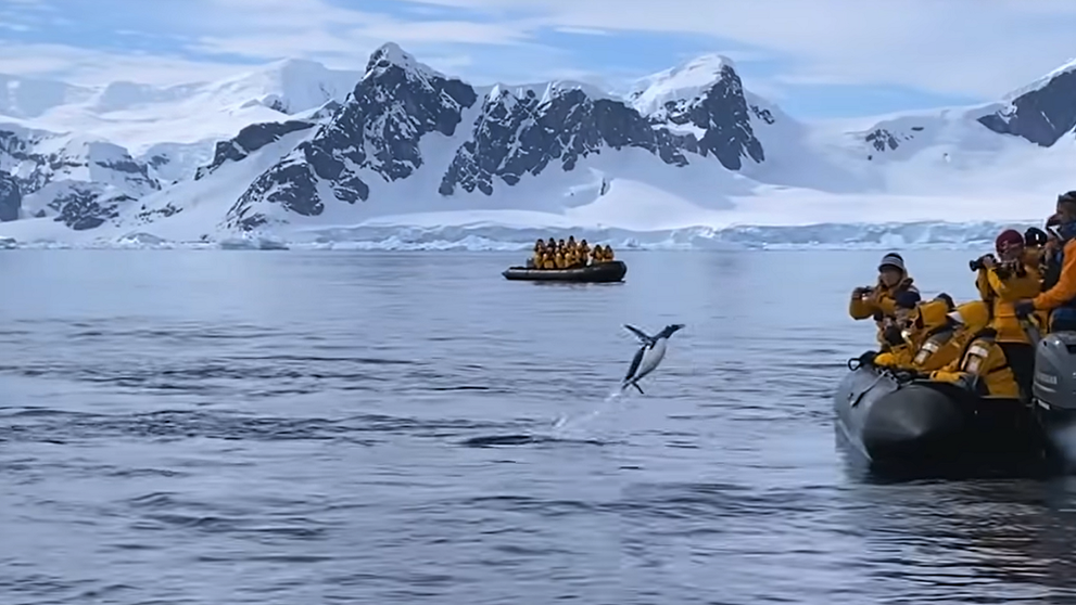 VIDEO Un pinguin vânat de o orcă scapă cu viață după ce sare în barca unor exploratori