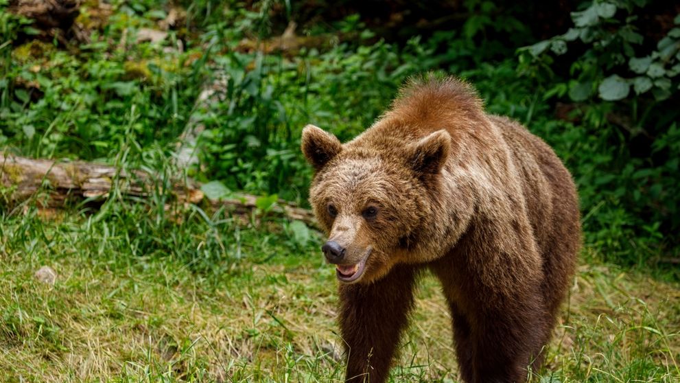 O gravidă și un bărbat de 68 de ani au fost atacați de urs în Brașov! Care este starea lor de sănătate