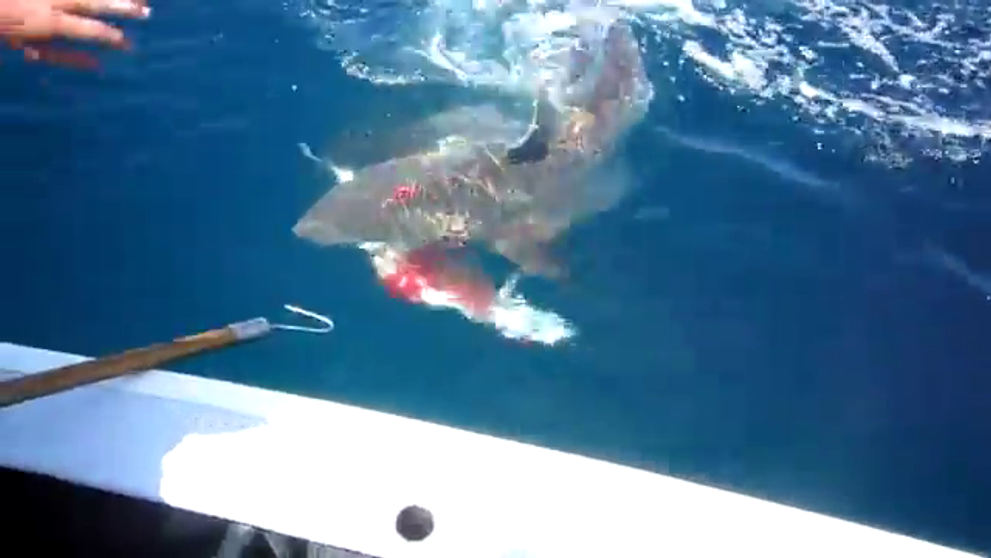 Cei mai ghinionisti pescari. Au prins un peste imens, dar un <span style=