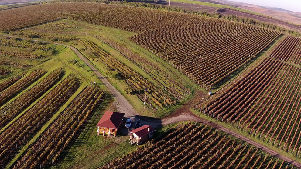 Wine Trips România | Crama La Salina, succes românesc construit cu migală de la zero