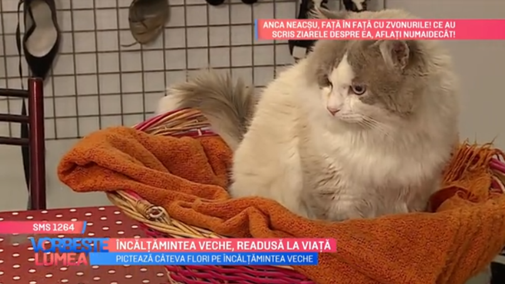 VIDEO Încălțămintea veche, readusă la viață