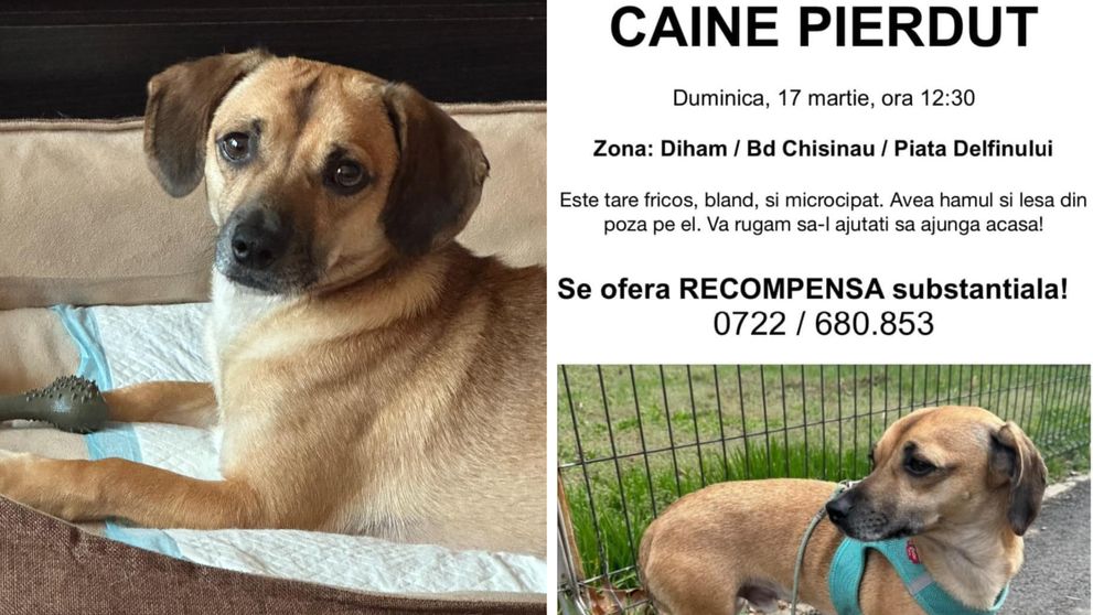 Patrocle, cățelul dispărut pe care îl caută aproape 100 de bucureșteni. S-a pierdut în zona Titan, sector 3. Stăpânii oferă o recompensă impresionantă: „Singur și mic într-o lume atât de mare
